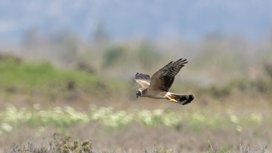 Pallid Harrier